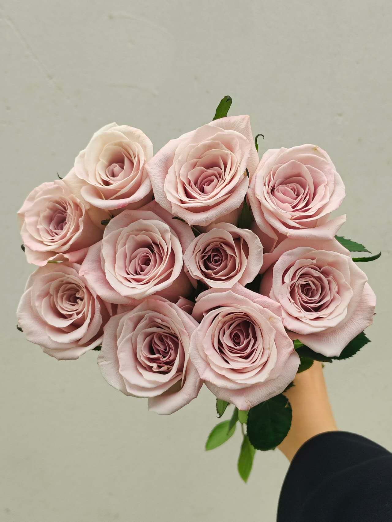 Fresh Flower Manta Rose 5 Pcs