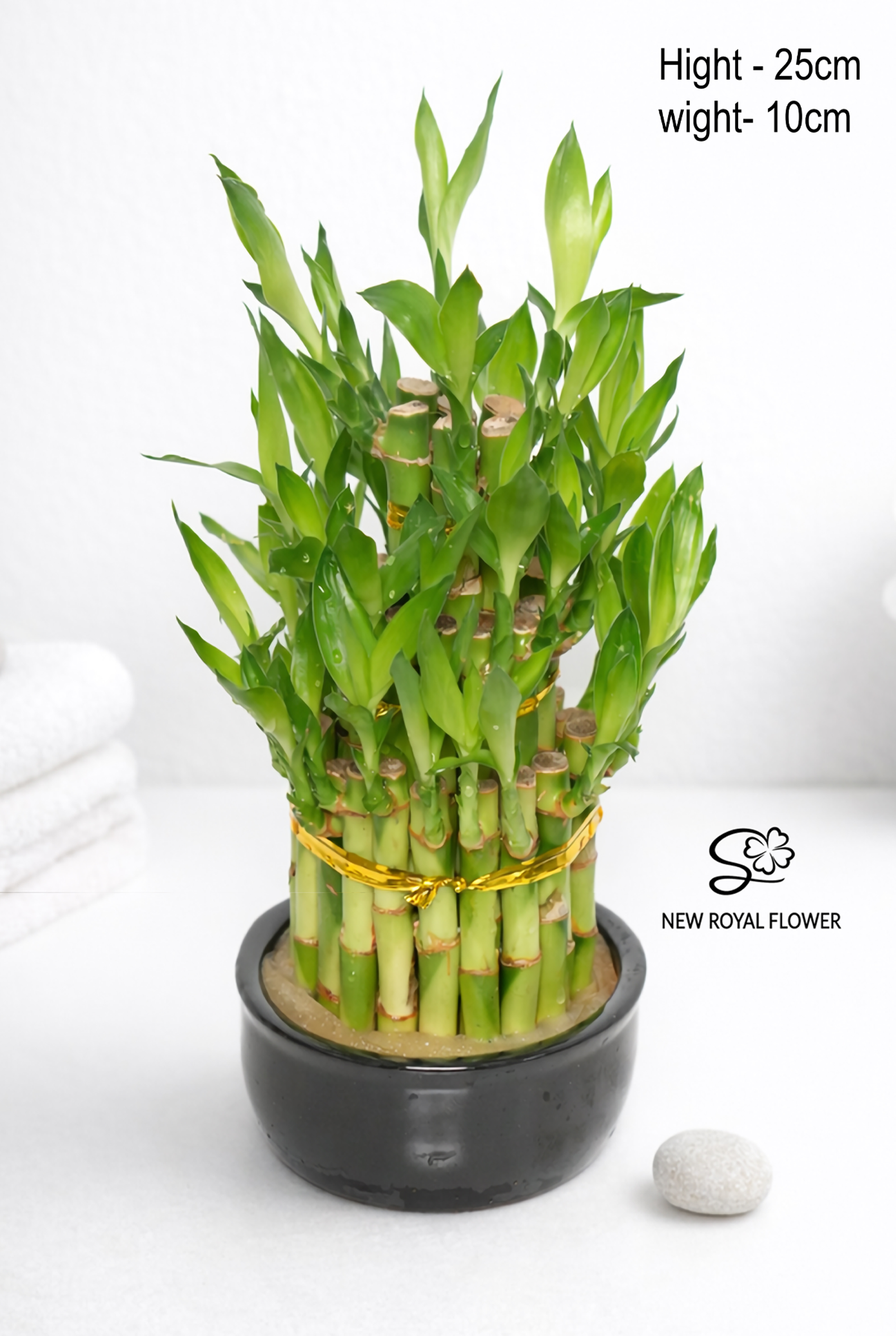 Classic Lucky Bamboo in Black Ceramic Pot