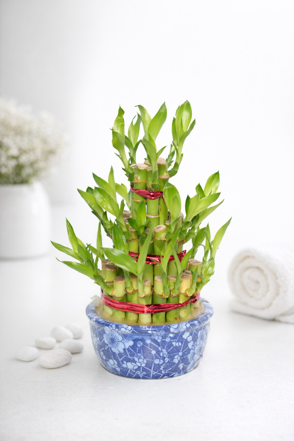 Mini 3-Tier Lucky Bamboo Tower (Dracaena sanderiana) in Blue Floral Ceramic Pot