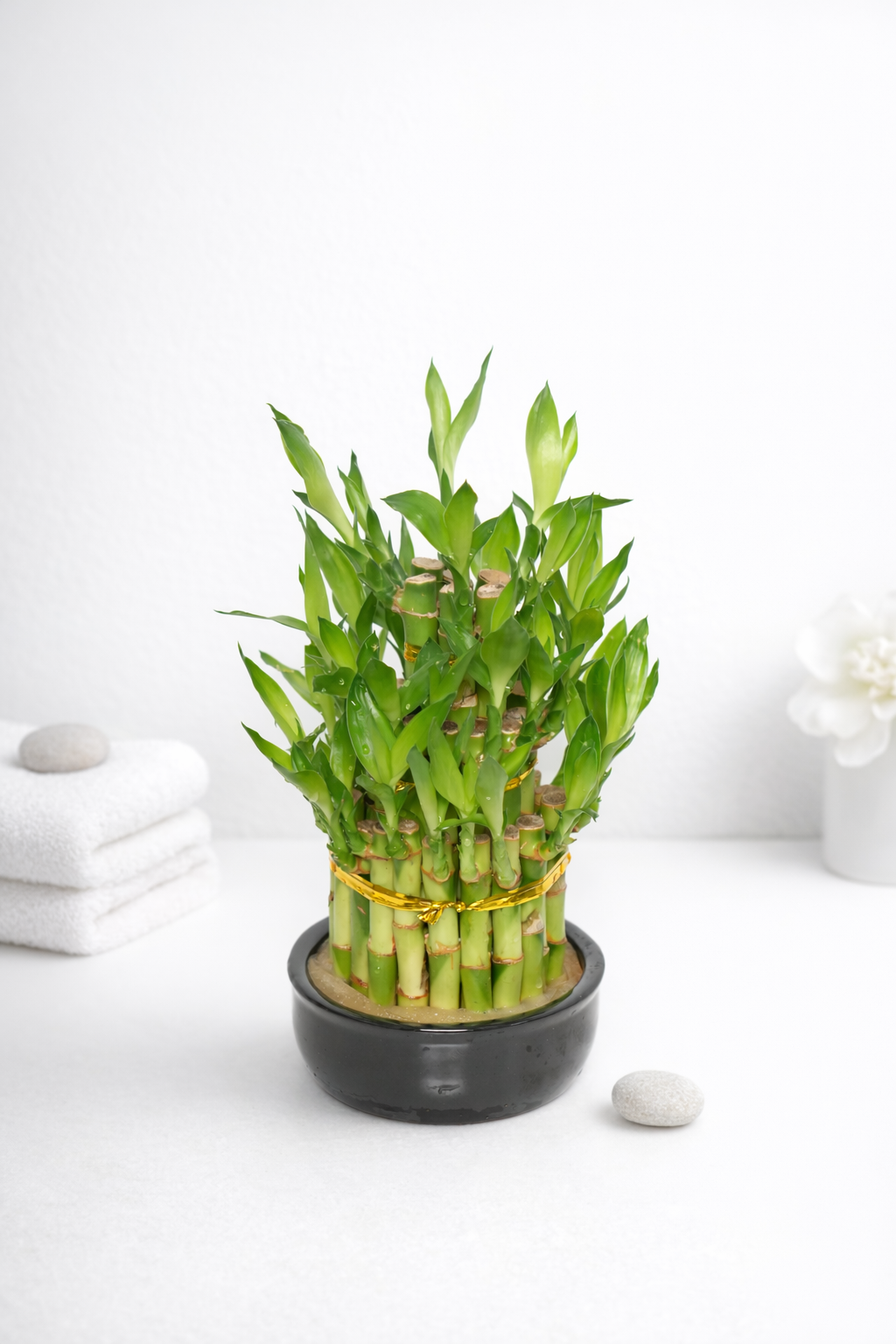Classic Lucky Bamboo in Black Ceramic Pot