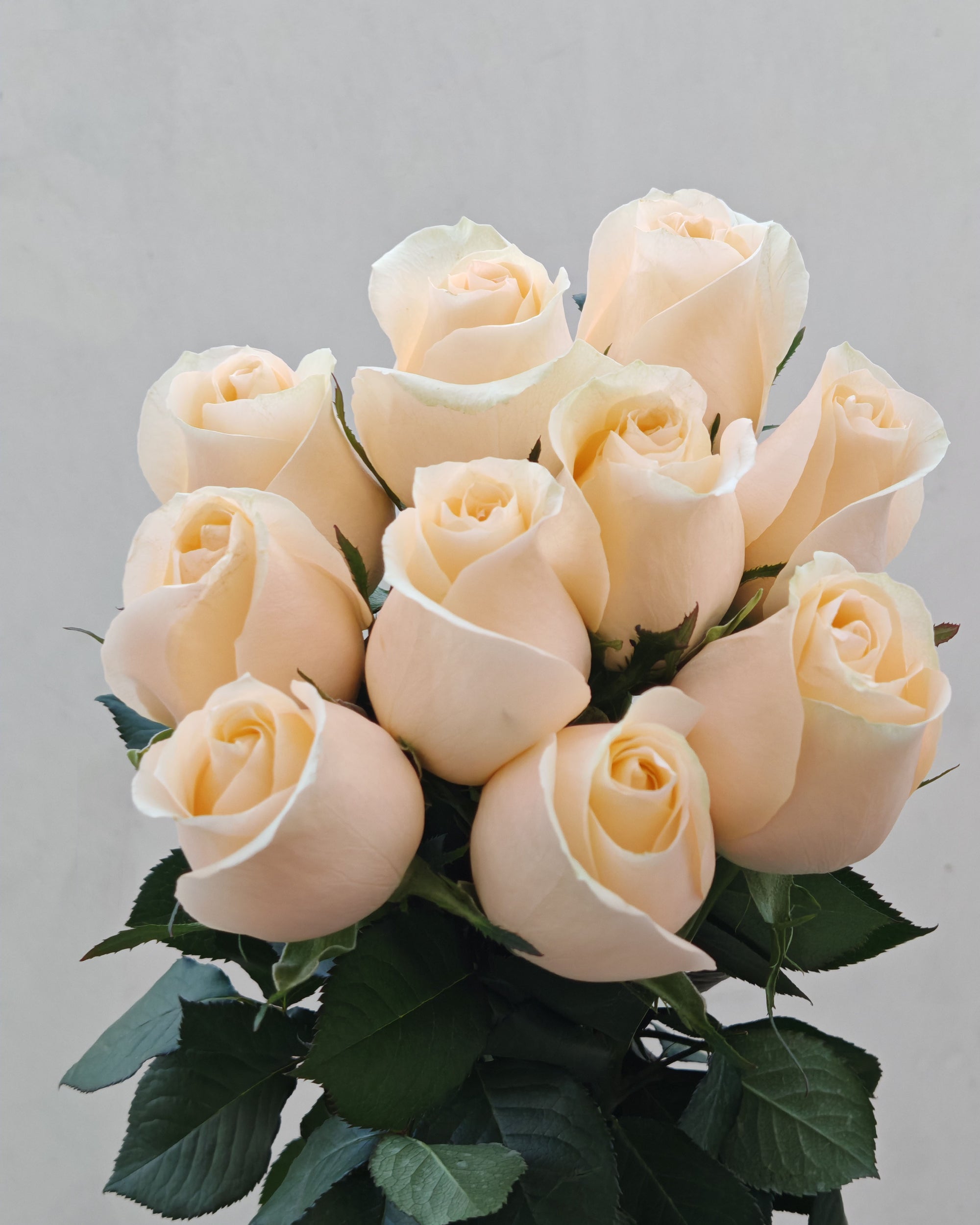 Fresh Flower Champagne Rose 5 Pcs