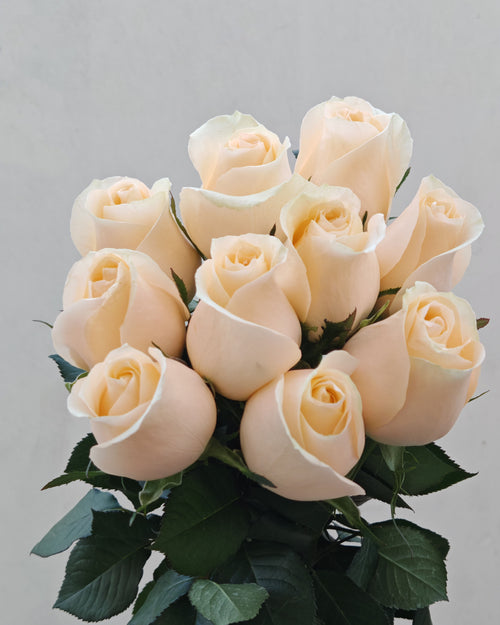 Fresh Flower Champagne Rose 5 Pcs