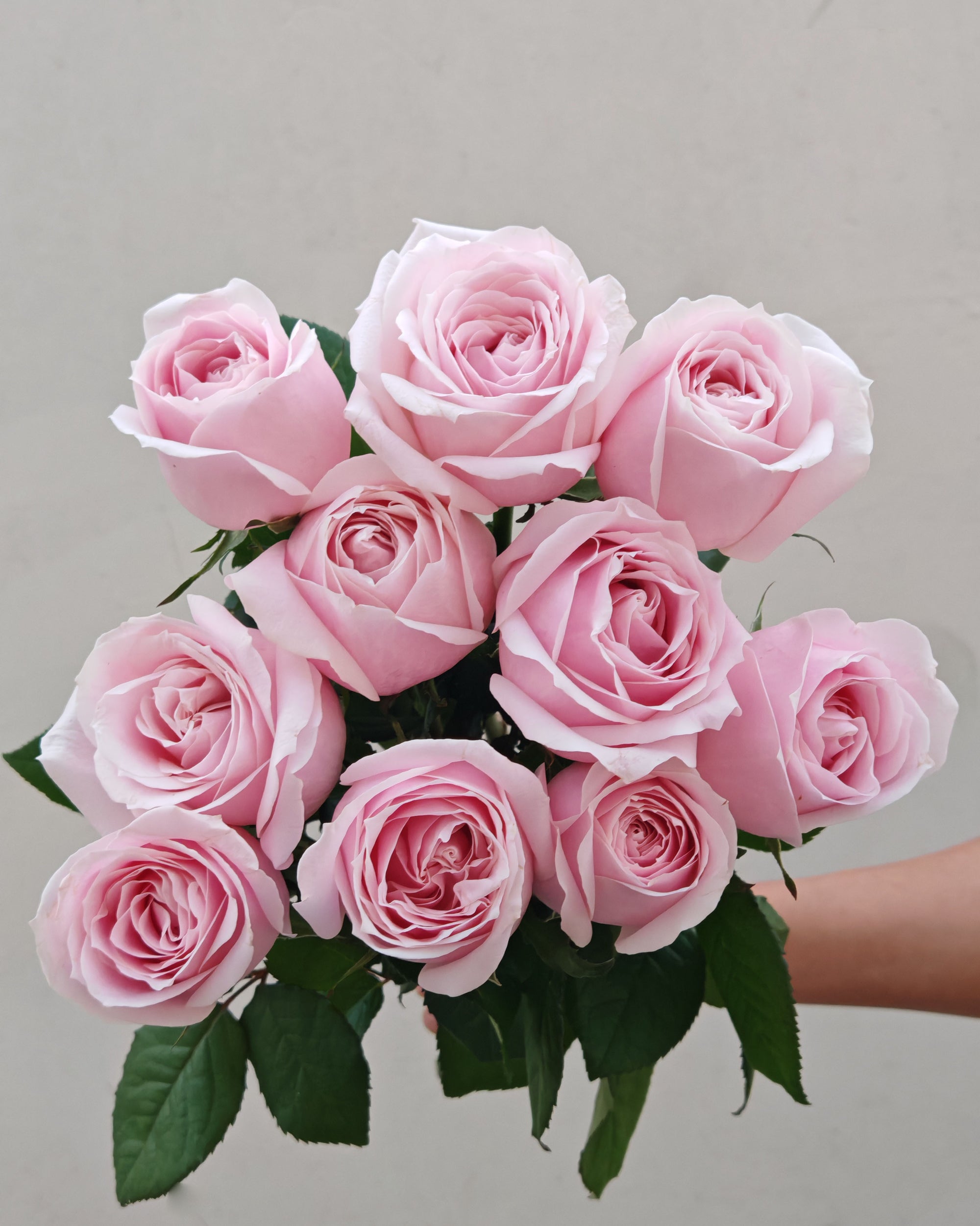 fresh Flower Pink Avalanche Rose 5pcs