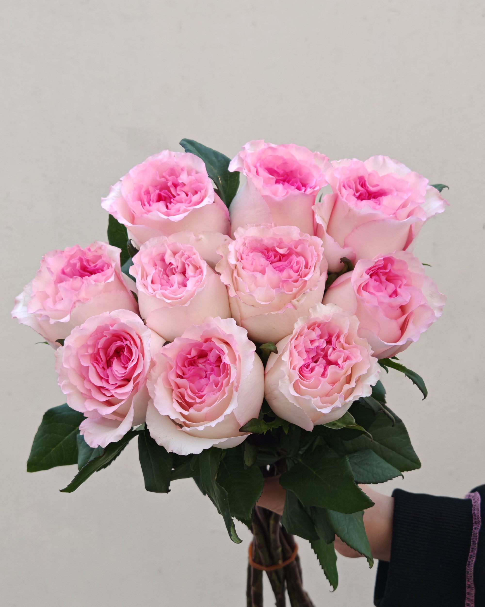 Fresh Flower Roselle Rose 5 Pcs