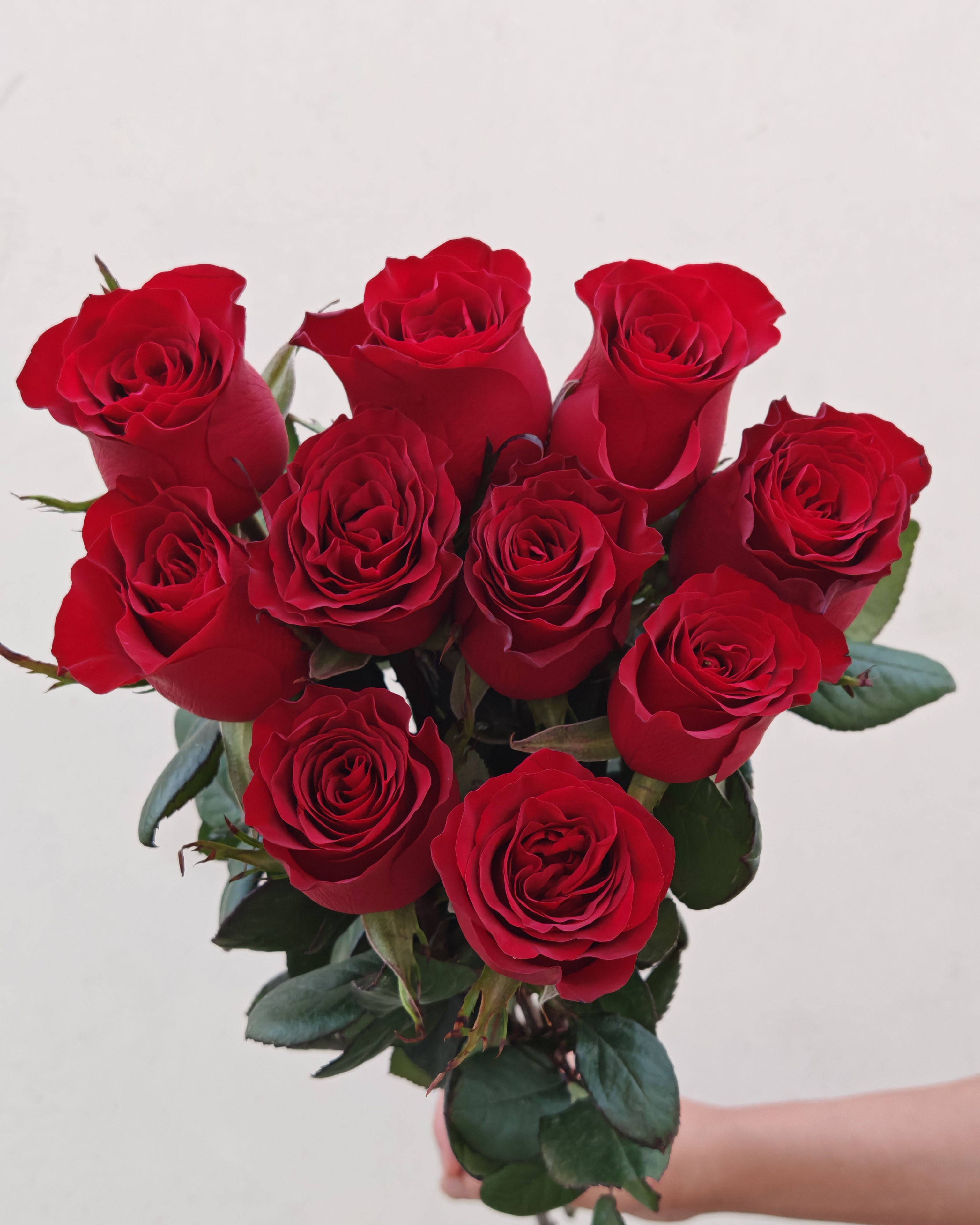 Fresh Flower High Land Red 5 Pcs