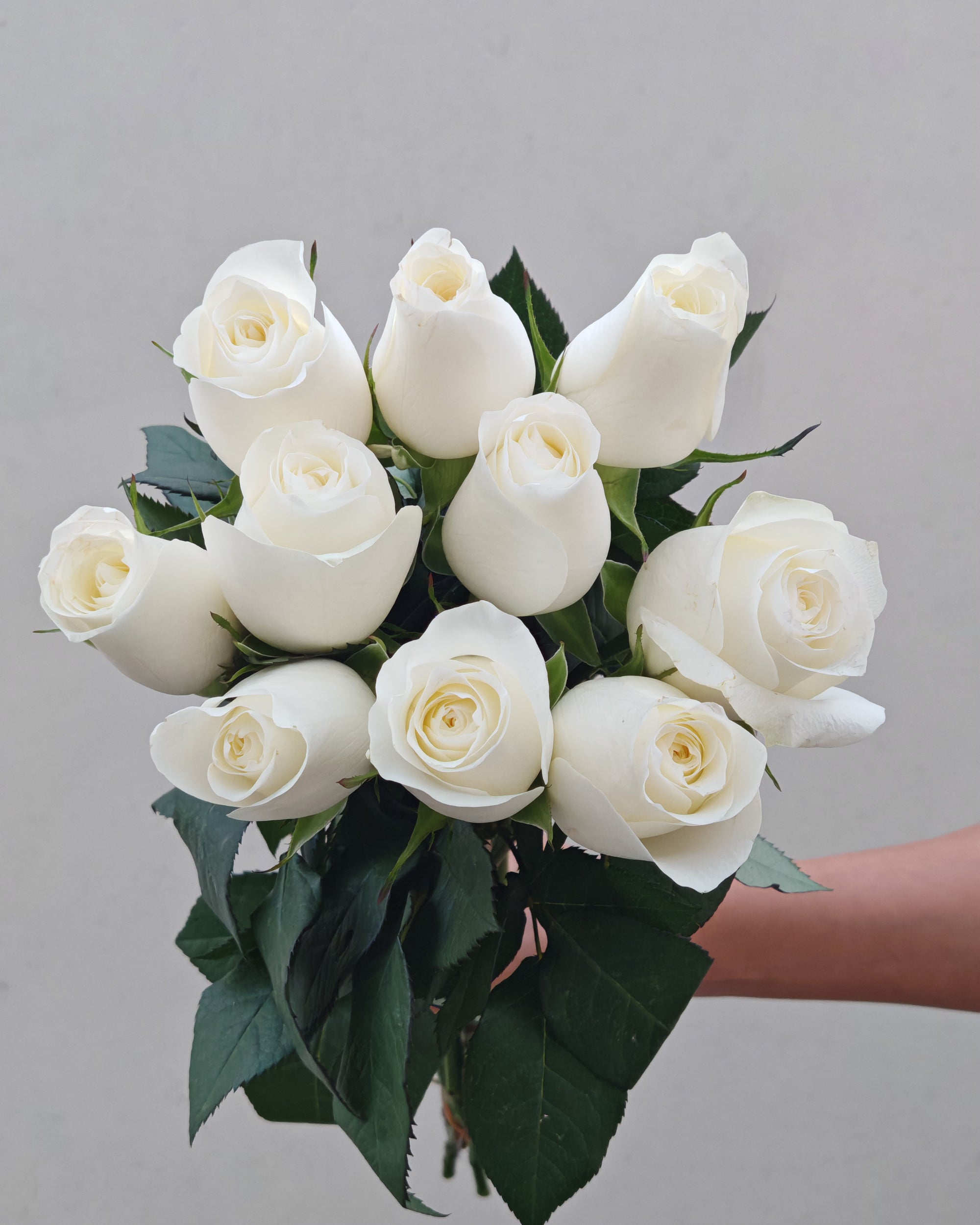 Fresh Flower White Rose 5 Pcs