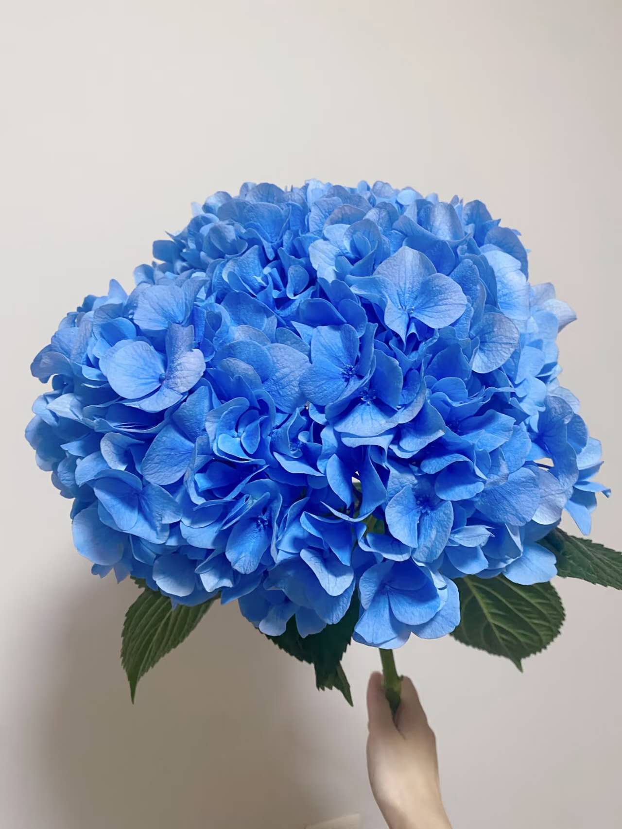 Hydrangea Blue 1 pcs