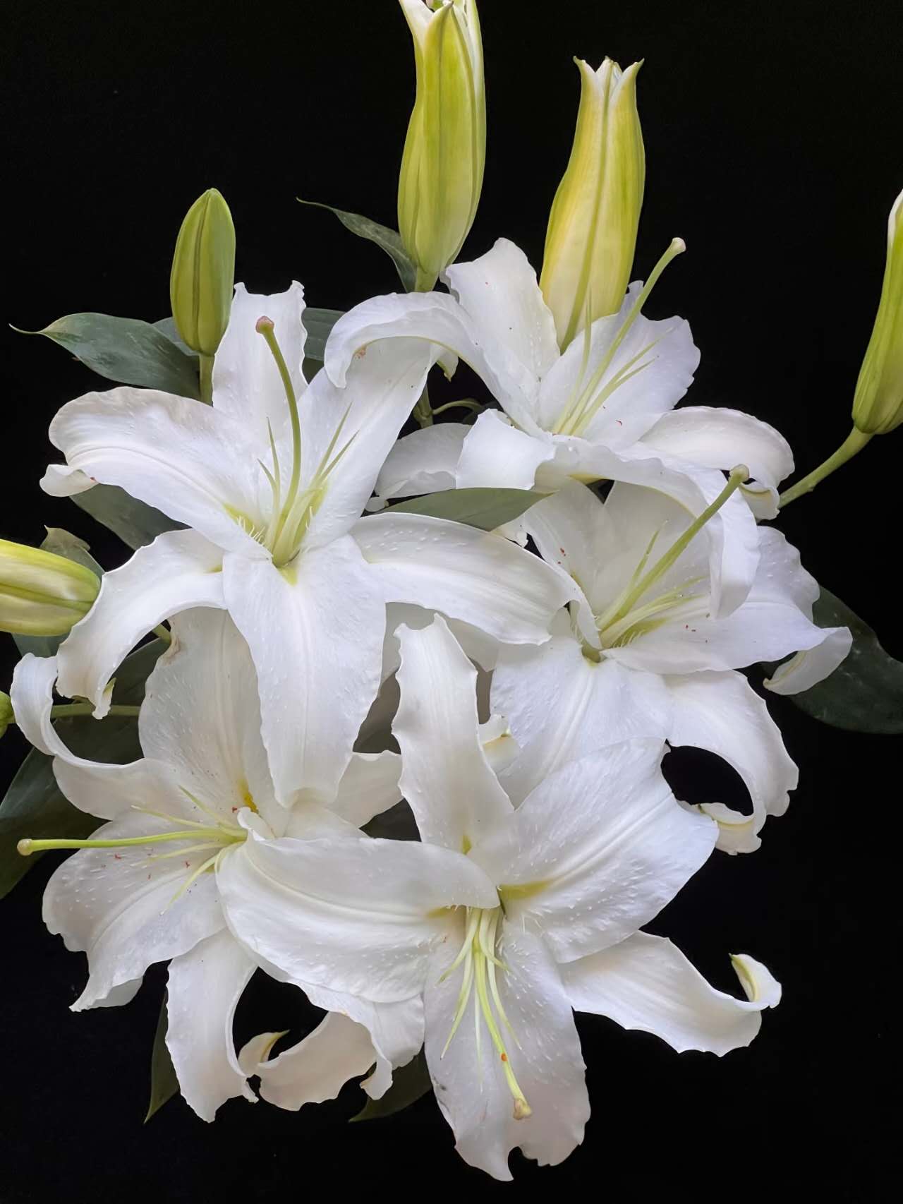 Siberia Single-Petal White Lily 1 pcs (3 Blooms per Stem)