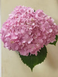 Hydrangea Pink 1pcs