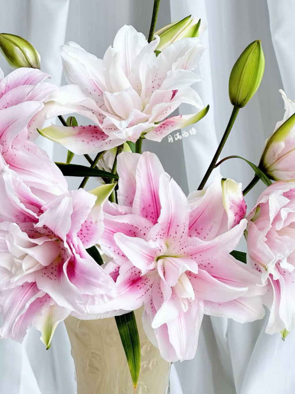 Isabella Pink Double-Petal Lily 1 pcs (1 Stem with 3 Blooms)