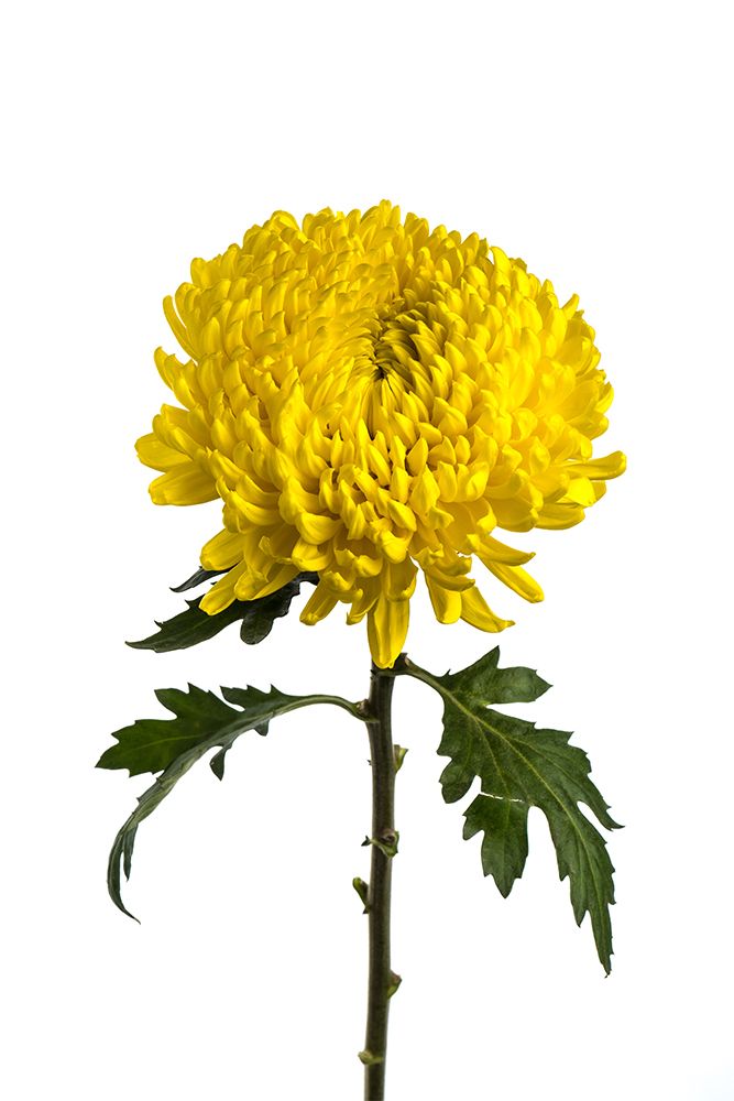 Chrysanthemum alexandrov