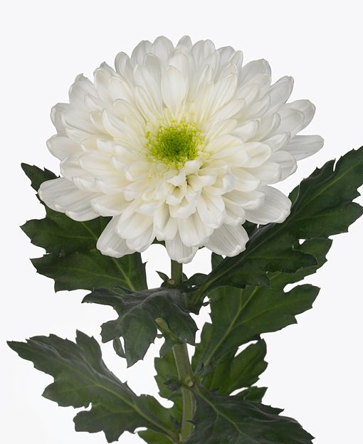 Chrysanthemum gagarin