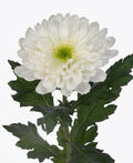 Chrysanthemum gagarin