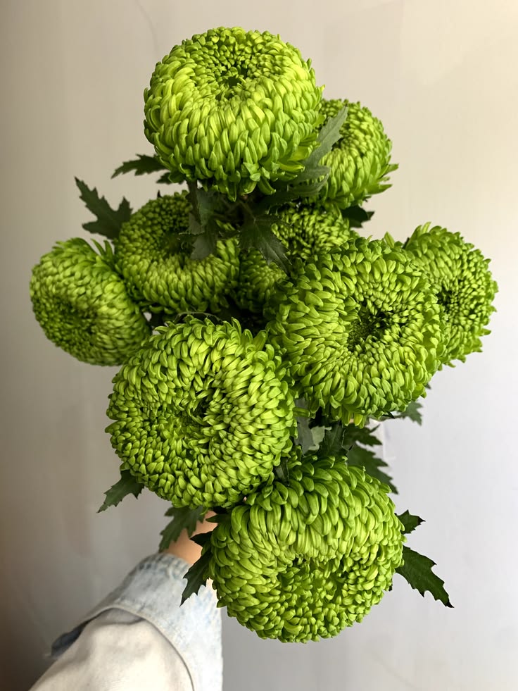 Chrysanthemum bombellini