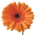 Gerbera candela