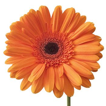 Gerbera candela