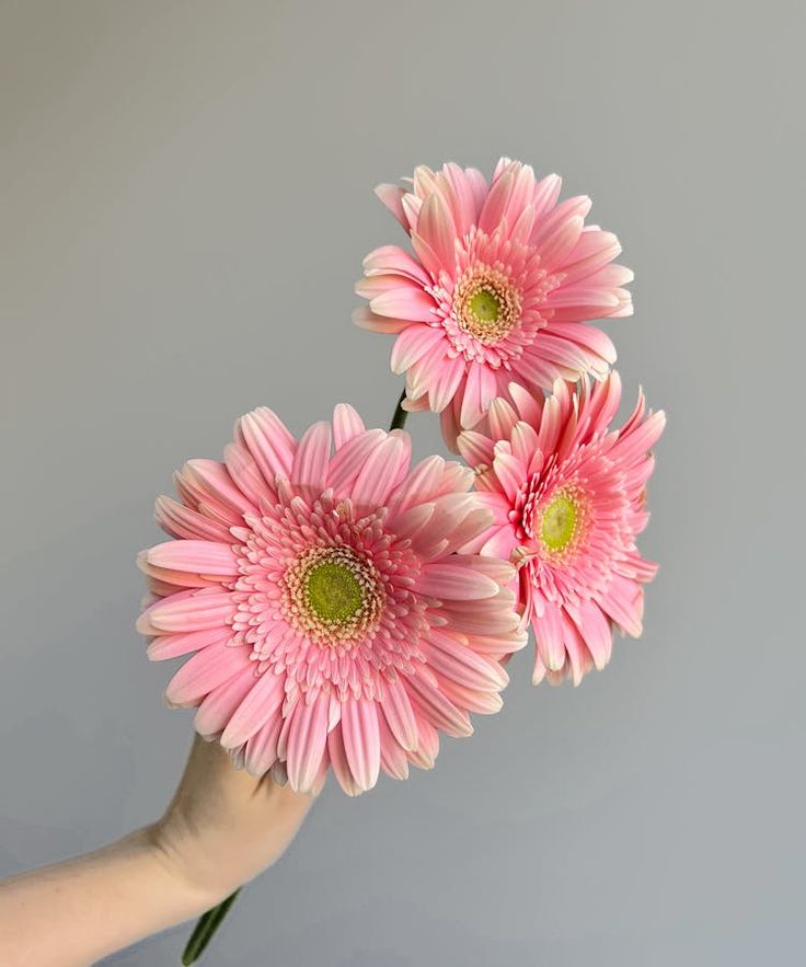 Pink Gerbera 1ps
