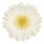 Gerbera mini albino