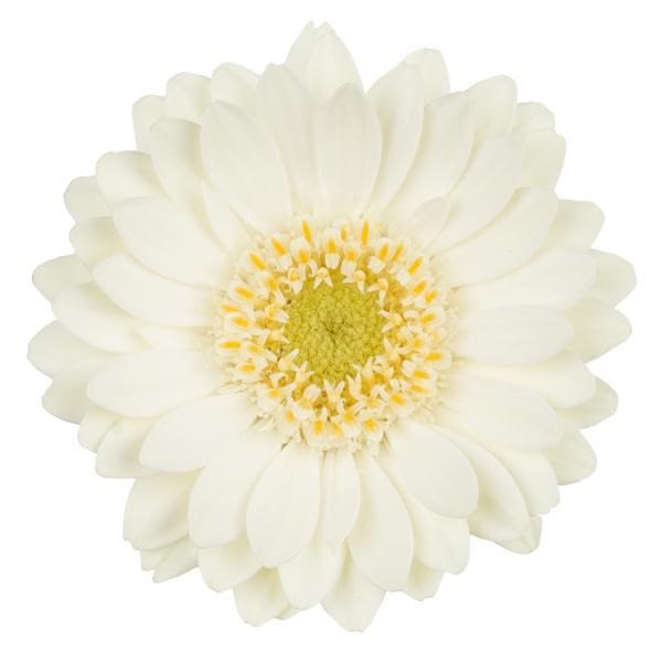 Gerbera mini albino