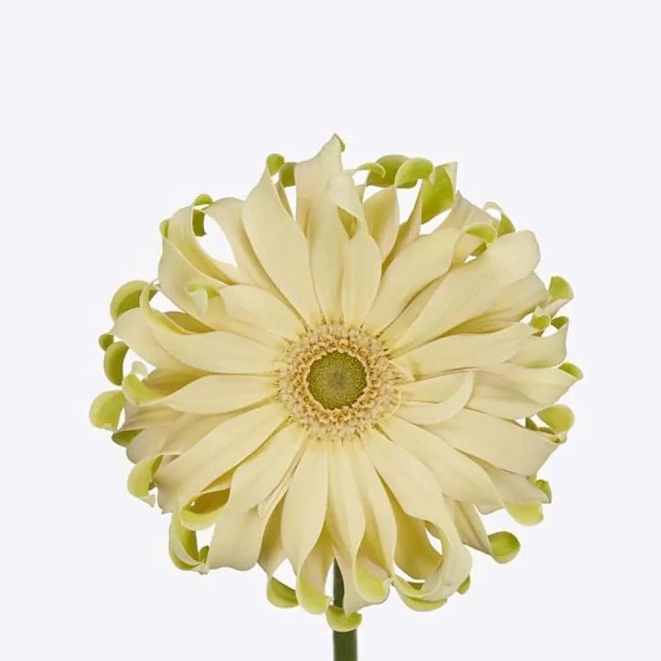 Gerbera pasta carbonara 1ps