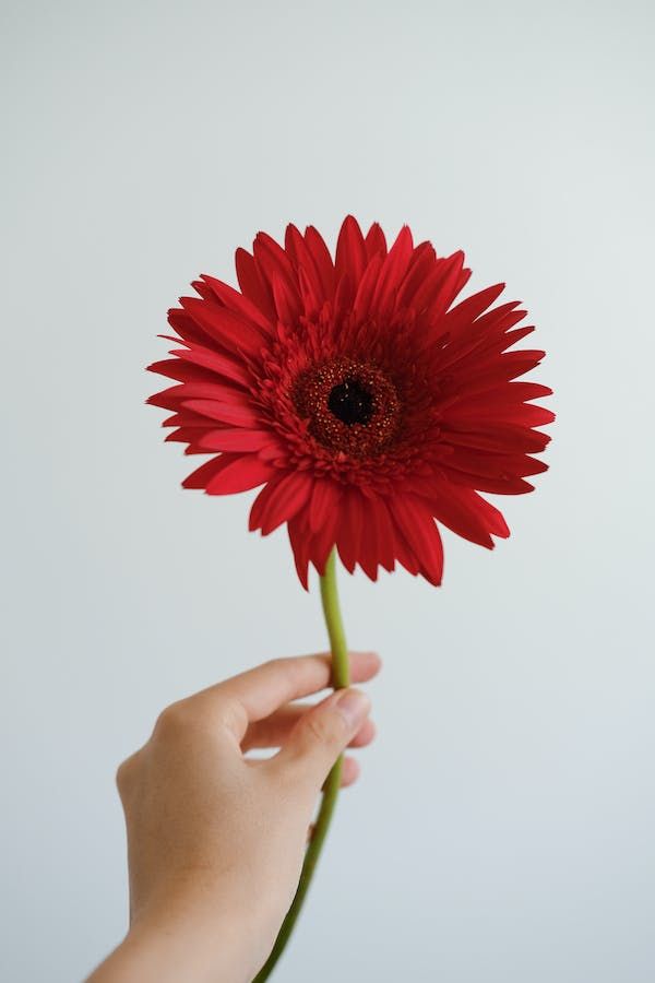 Gerbera blinddate 1ps