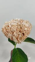 Hydrangea Beige 1 pcs