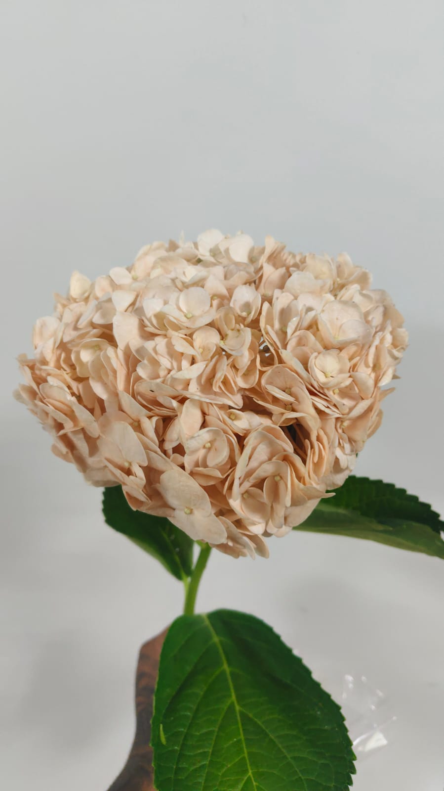 Hydrangea Beige 1 pcs