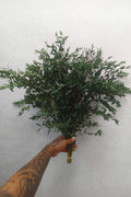 Parvifolia Eucalyptus Bunch