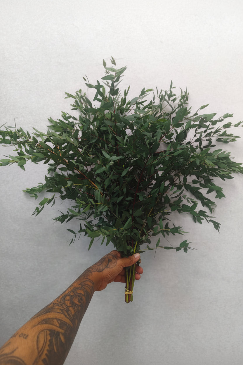 Parvifolia Eucalyptus Bunch