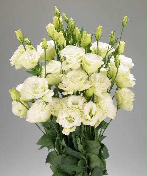Eustoma green