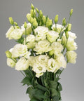 Eustoma green