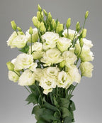 Eustoma green