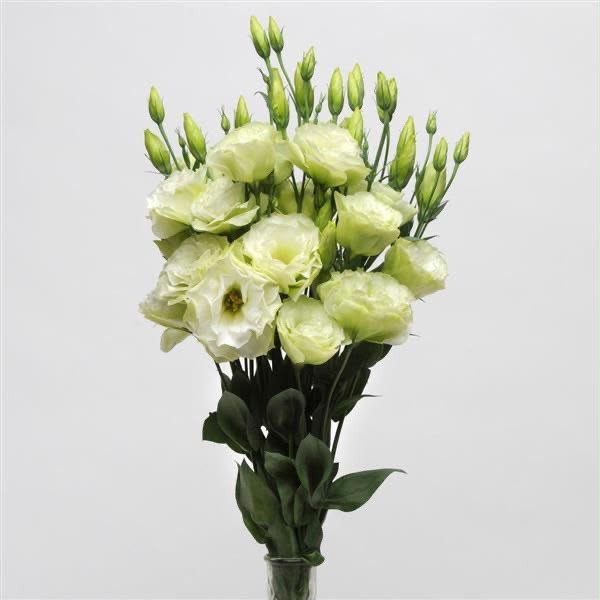 Eustoma green