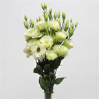 Eustoma green
