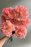 Carnation boiro