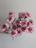 Carnation Purple Elf