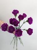 Carnation Purple