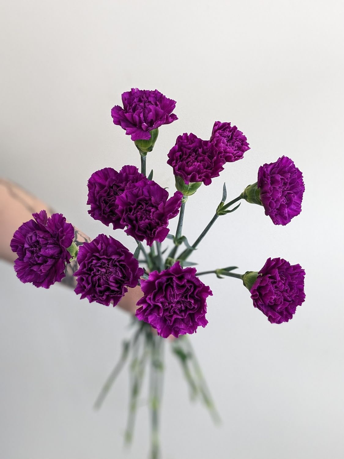 Carnation Purple
