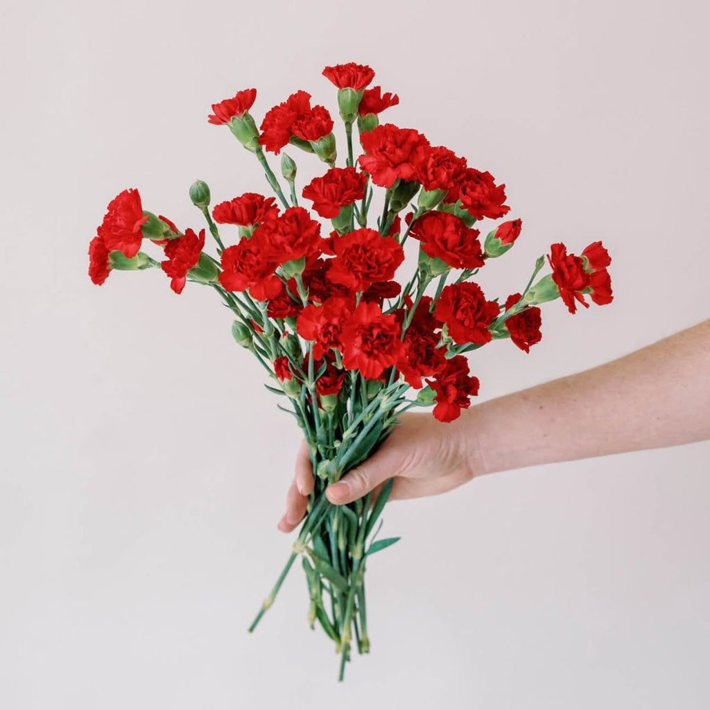 Carnation Red Bunch