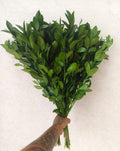 Ruscus Greenery
