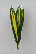 Variegated Aspidistra Leaf