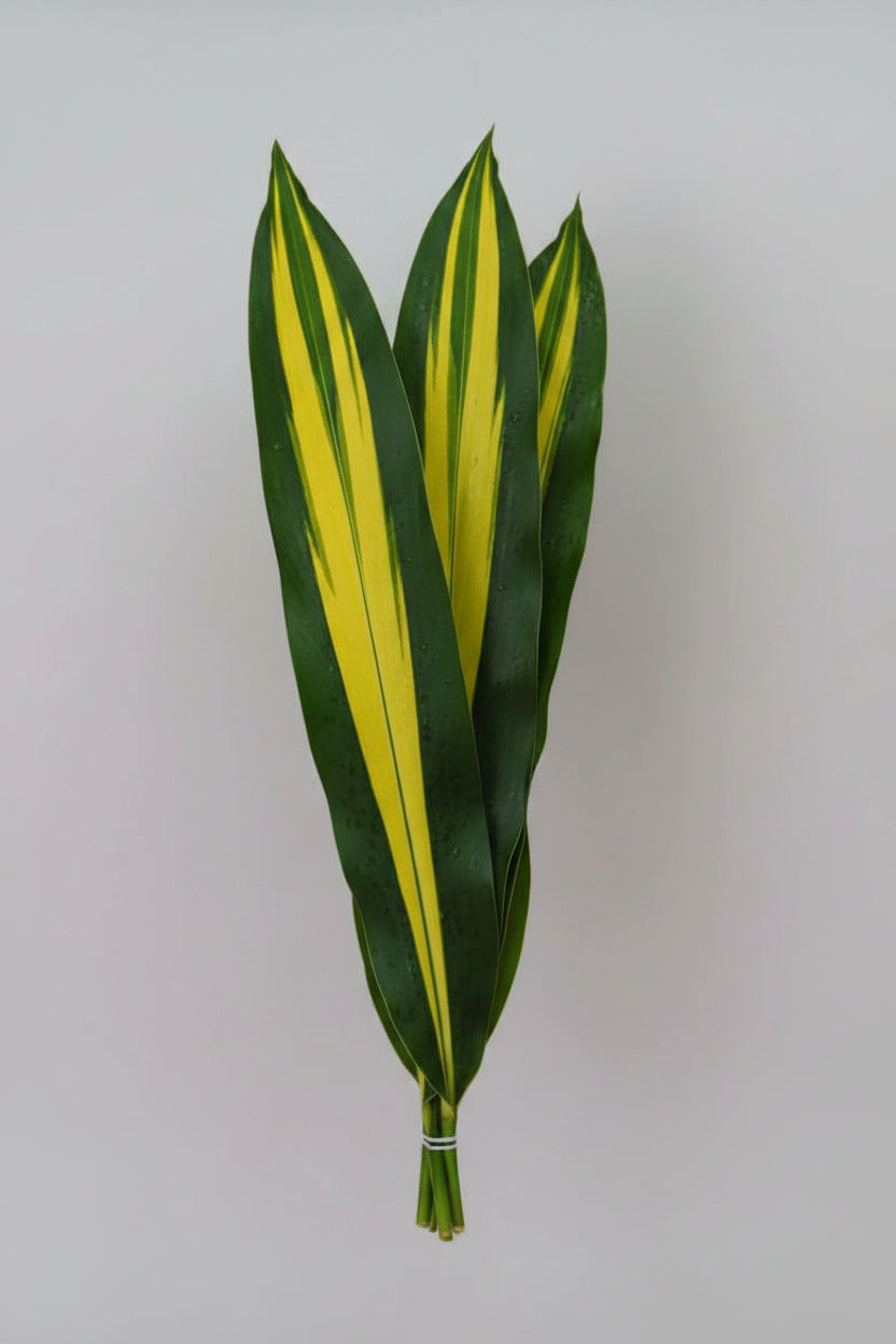 Variegated Aspidistra Leaf
