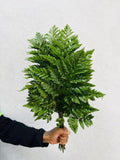 Leatherleaf Fern