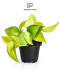 Lemon Money Plant (Lemon Pothos )