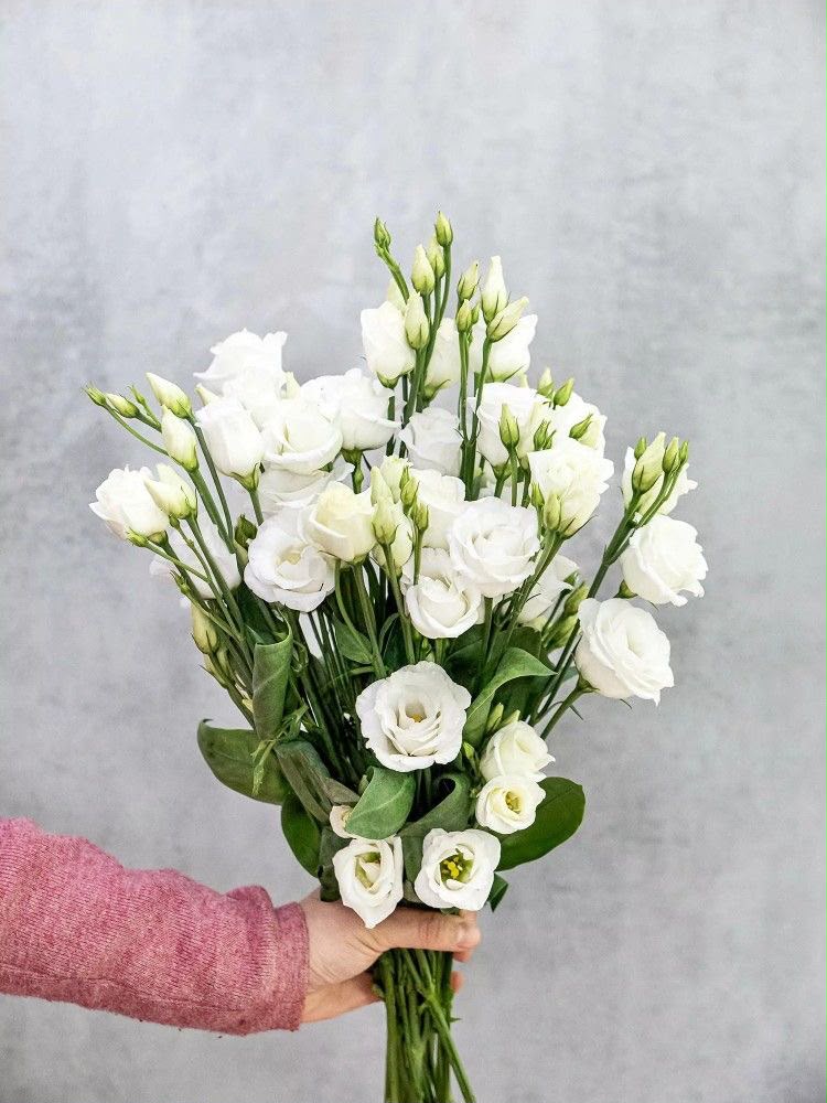 Eustoma White Bunch