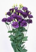 Eustoma Purple  Bunch