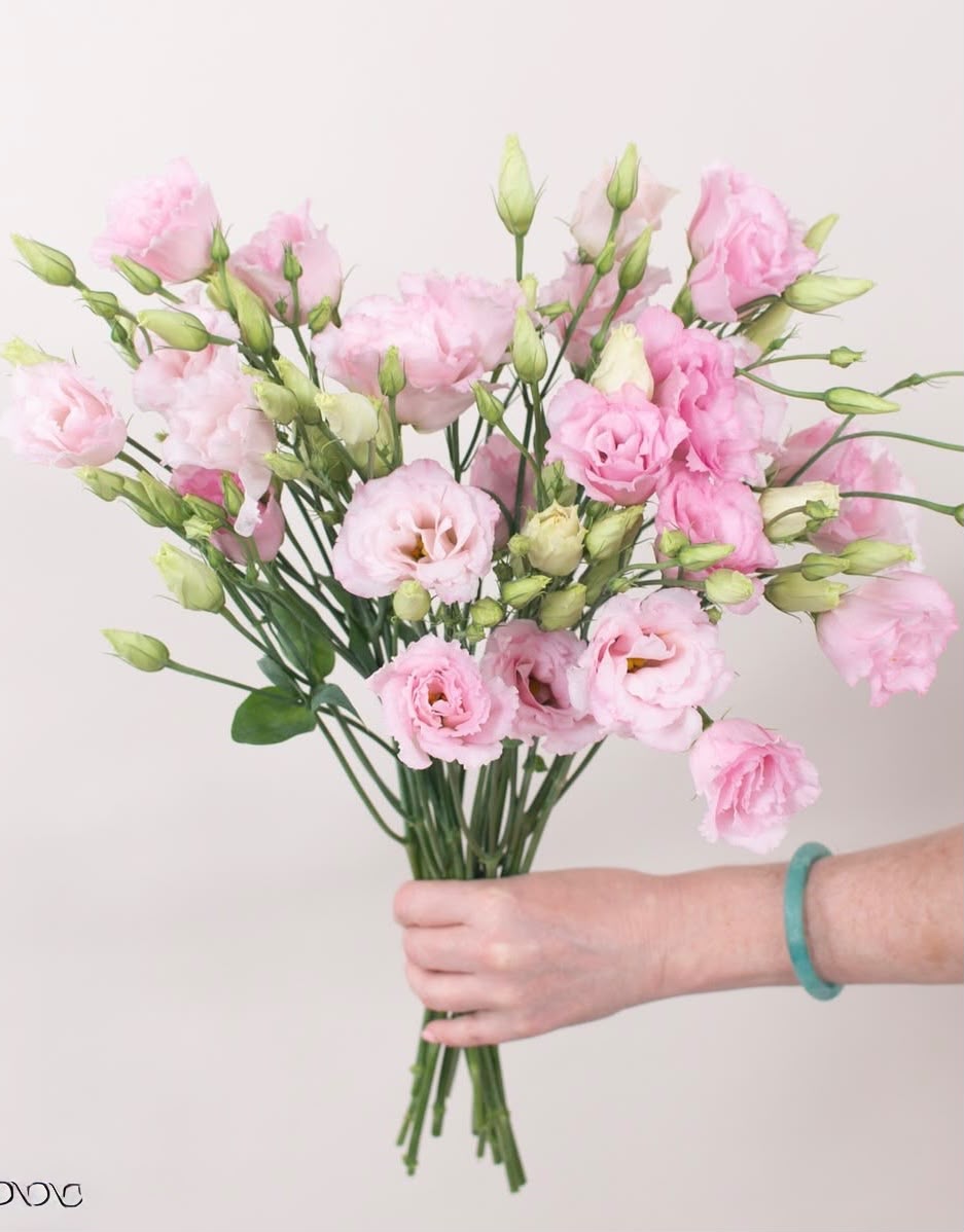 Eustoma Pink  Bunch