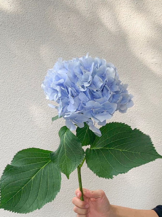 Hydrangea Light Blue  1 pcs