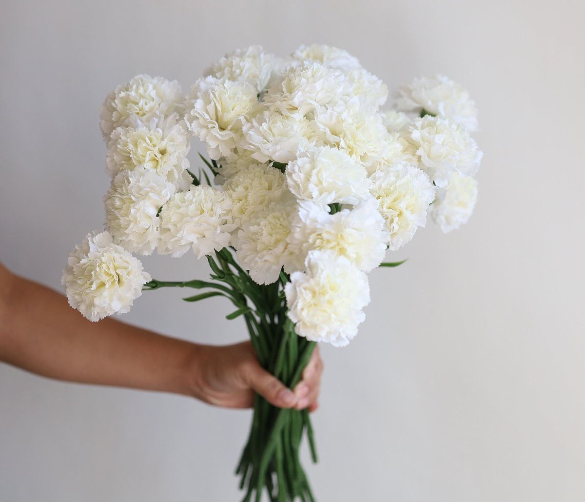 Carnation  White Bunch