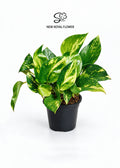 Golden Money Plant (Golden Pothos)